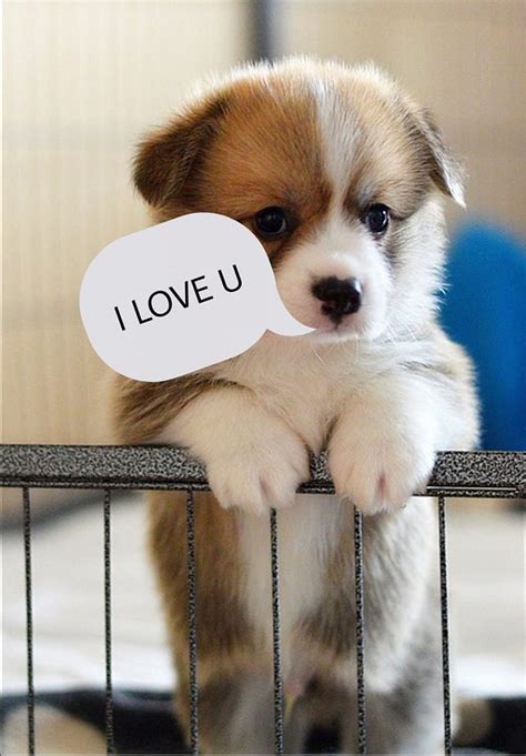 73 Hd Wallpaper Of Cute Puppy Pics - MyWeb