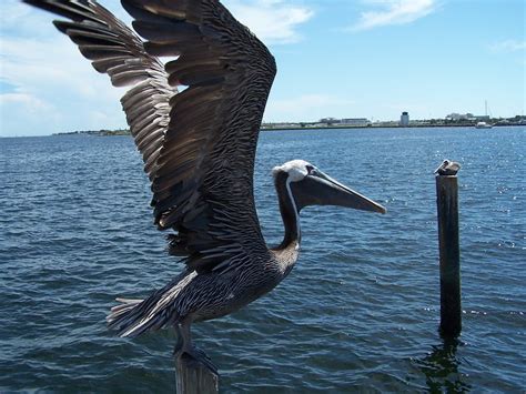 Blue Pelican Animal Bird Nature Freedom-20 Inch By 30 Inch Laminated ...