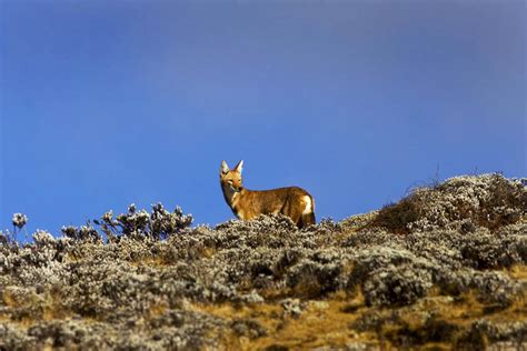 Ethiopia Wildlife | Brilliant Ethiopia