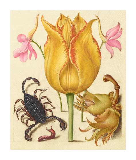 Scorpio Flower Vintage Art Free Stock Photo - Public Domain Pictures