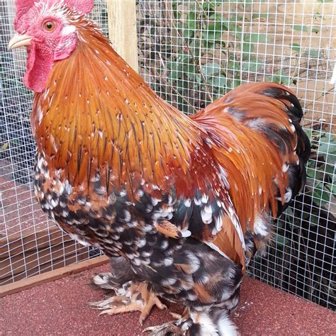 Pekin Bantam For Sale | Chickens | Breed Information | Omlet