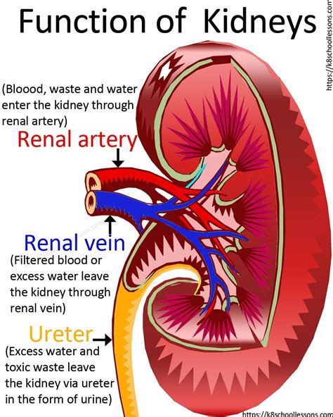 Urinary System for Kids | Human Urinary System | Human Body Facts | Basic anatomy and physiology ...