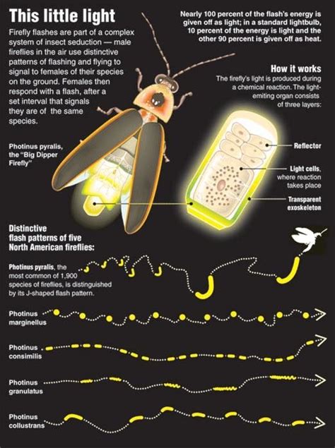 The Chemistry of Fireflies – The Chic Chemist