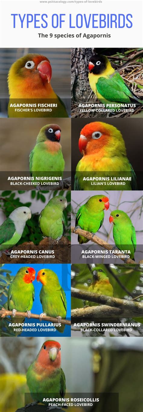 Types of Lovebirds | 9 Agapornis Species With Chart! - Psittacology