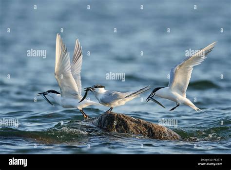 Sandwich tern in its natural habitat in Denmark Stock Photo - Alamy