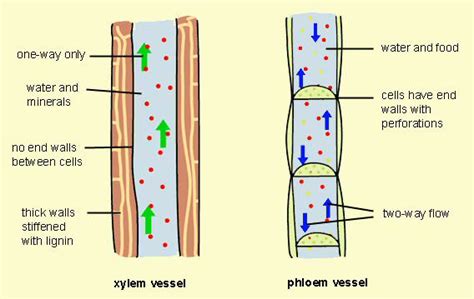 Phloem vs Xylem - Difference and Comparison | Diffen