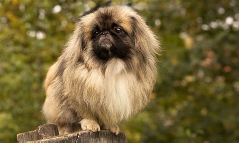 Are Pekingese Good Family Dogs