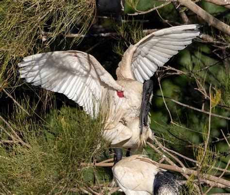 White Ibis mating | Backcountry Gallery Photography Forums