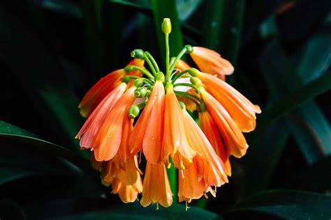 How to Grow and Care for Clivia Houseplants | Gardener’s Path