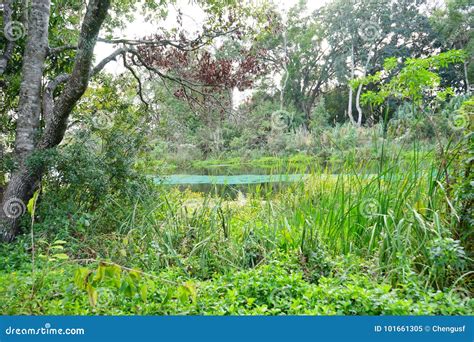 Weeki Wachee Springs State Park Stock Image - Image of clear, elegance ...