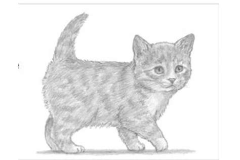 How to draw a Kitten: Face, Cute, Easy, Cat from Kids | Kitten drawing ...