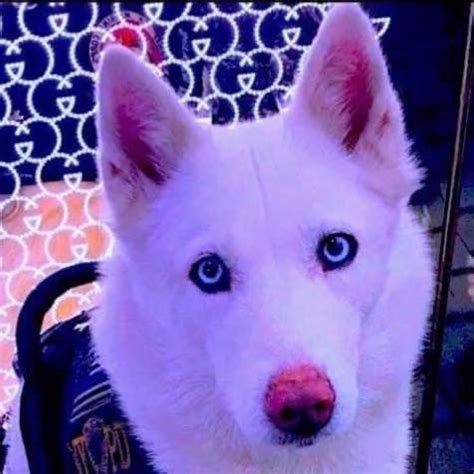 Miska Blue Eyes - Remembering the Service and Sacrifice of... | Facebook