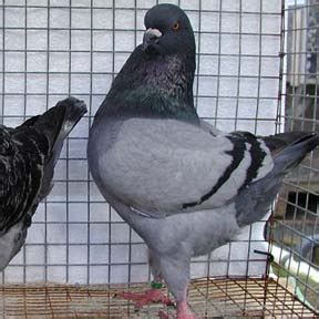 King Pigeon Pictures ~ ENCYCLOPEDIA OF PIGEON BREEDS