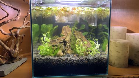 Cycling my nano shrimp tank. : r/Aquariums