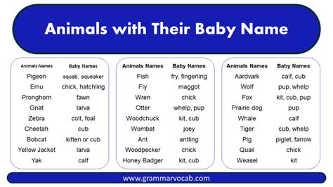 Animals with Their Baby Name - GrammarVocab