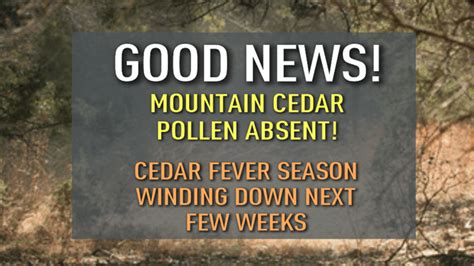 Mountain Cedar Season Winding Down – NBC 5 Dallas-Fort Worth