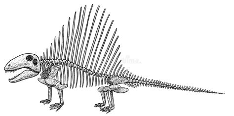 Dimetrodon skeleton, illustration, drawing, engraving, ink, line art, vector. Illustration, what ...