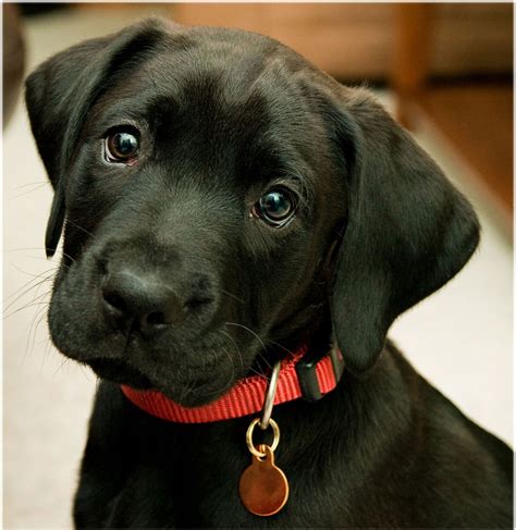 Black Lab Puppy For Widescreen And Wallpaper Full Hd - Cute Labrador ...