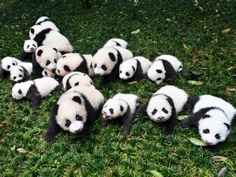 Panda expert claims the international breeding programme has failed ...