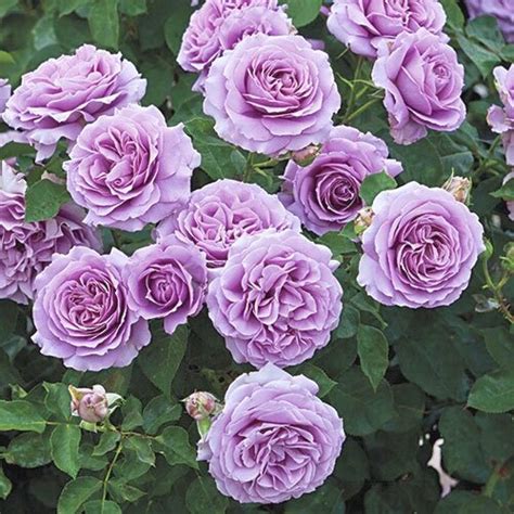 Floribunda Roses — Sunnyside Nursery