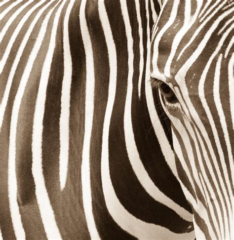 Zebra Stripes Photograph by Kelly McNamara | Fine Art America