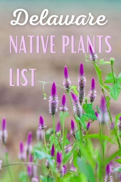 Delaware Native Plants List: 11 Stunning Local Garden Choices