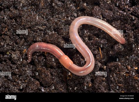 Lombric commun Lumbricus terrestris ver segmenté Photo Stock - Alamy