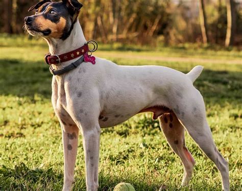 Rat Terrier Mixes: 20 Different Rattie Crossbreeds - K9 Web