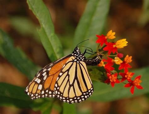 File:Monarch Butterfly Danaus plexippus Laying Egg 2600px.jpg - Wikimedia Commons