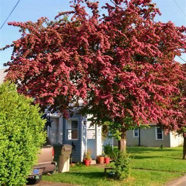 Crataegus Crimson Cloud - Red Flowering Hawthorn Tree | Johnstown Garden Centre, Ireland ...