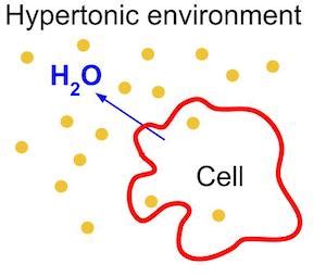 Hypertonic Solution | Definition, Significance & Examples - Video & Lesson Transcript | Study.com