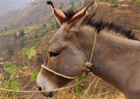 Asno | Características, hábitat, alimentación, razas, curiosidades | Burro