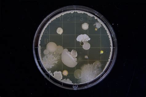 Building Your Own Plasmid. Recombinant DNA has been one of the… | by ...