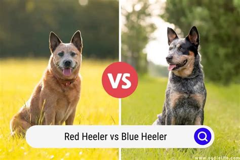 Red Heeler Vs Blue Heeler (Compared With PHOTOS) - Oodle Life