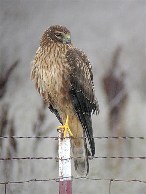 Northern Harrier - female | The female Harrier is larger, wi… | Flickr - Photo Sharing!