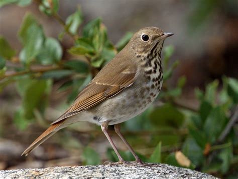 Hermit Thrush | San Diego Bird Spot