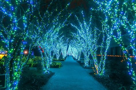 Atlanta botanical garden lights | Lousiana