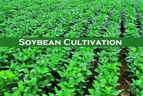 Soybean Cultivation Technology and Management - Basic Agricultural Study