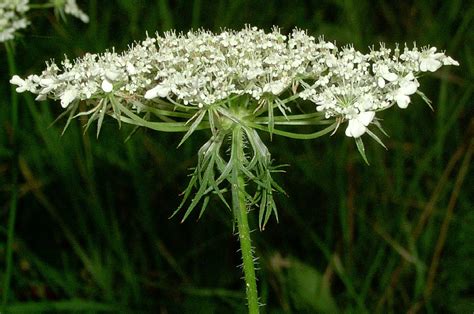 Wild Parsnip | Ontario's Invading Species Awareness Program