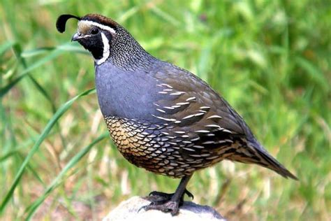 Best Quail Breeds For Pets and Eggs – Farm Animal Pet