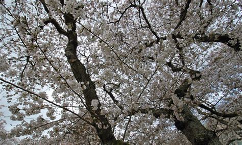 University of Washington Cherry Blossoms | Seattle Photo Op | Moarly ...