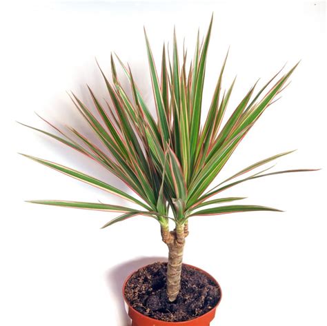 Dracaena Marginata | PLANTS WHITSUNDAY