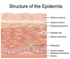 Human Epidermis Skin Structure | Epidermis, Layers of the epidermis ...