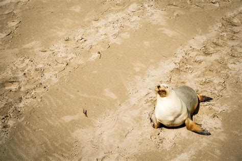 Australian Sea Lion 10132349 Stock Photo at Vecteezy