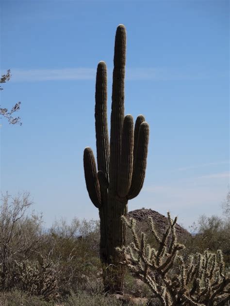 Math, Science, and Technology Blog: Common Arizona Cacti