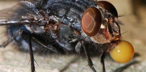 Curious Kids: Why do flies vomit on their food?