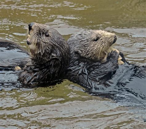 Food for thought: foraging behavior of Washington’s sea otters