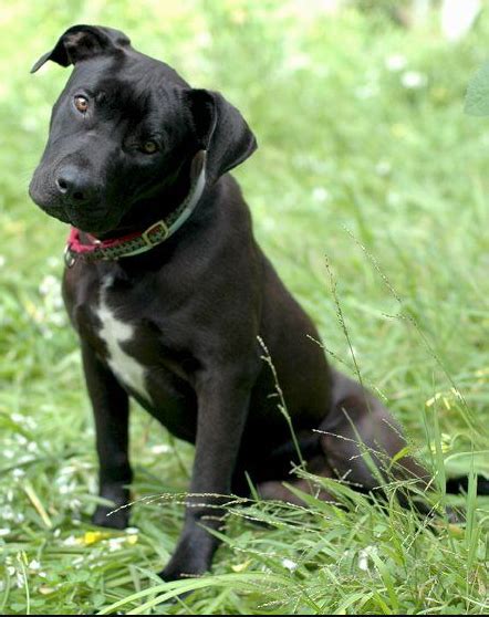 labrador-mix-pitbull | Black Labrador Dog