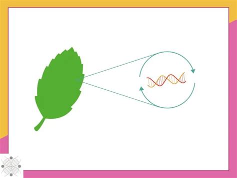 Why is DNA Extraction From Plants Difficult? (With Possible Solutions) – Genetic Education