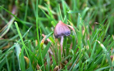 A Liberty Cap Mushroom Psilocybe Semilanceata Stock Image - Image of color, mycology: 142561195